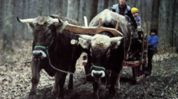 OX Power