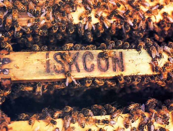 Keeping Krsna’s Honey Bees