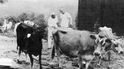 New Vrndavana: The West’s First Krsna Conscious Community