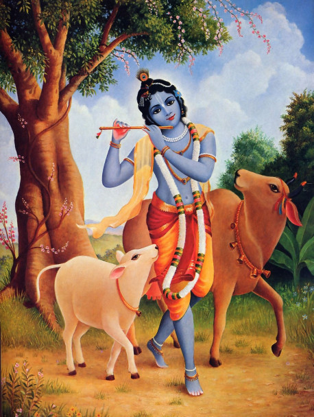 Krsna wanders the forests and fields, herding cows and playing a flute. By awakening our attraction for Him, we will automatically lose our attraction for material pleasures.
