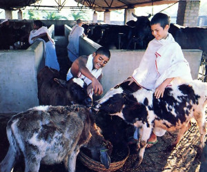 The boys are encouraged to develop their individual propensities, such as caring for Krsna's favorite animals, the cows and calves